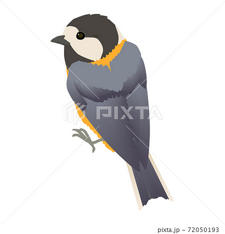 かわいい小鳥ヤマガラのベクターイラストのイラスト素材