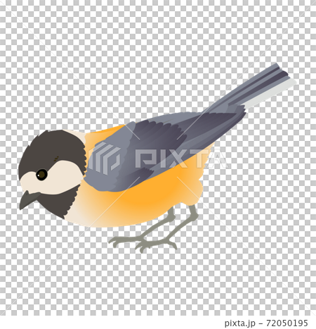 Vector illustration of cute little bird Varied Tit 72050195
