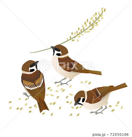 米を食べる三羽のスズメのベクターイラストのイラスト素材