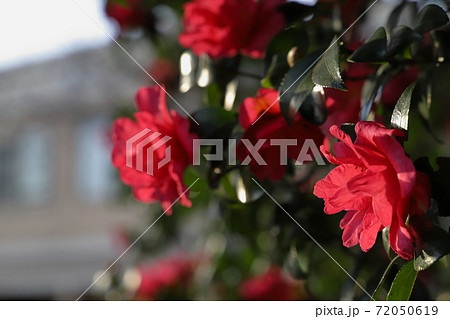 サザンカ サザンカ 72050619