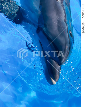 Dolphin bottlenose dolphin in blue water head therapy Dolphin bottlenose dolphin in blue water head therapy 72051003