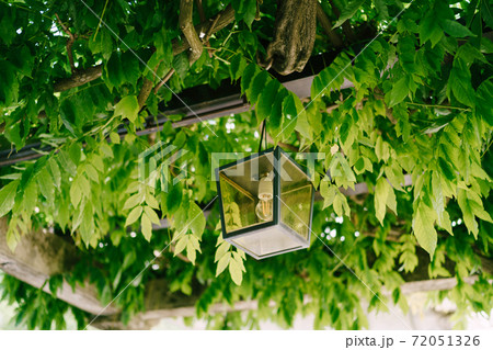 Metal hanging lantern on a metal arch in green wisteria leaves 72051326