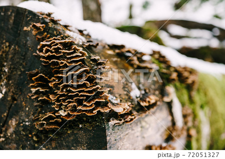 Tinder fungi grew on felled rotten trees lying on the snow in the forest. 72051327