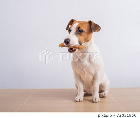 Small dog holding a bone in its mouth on a white background. Copy space 72051950