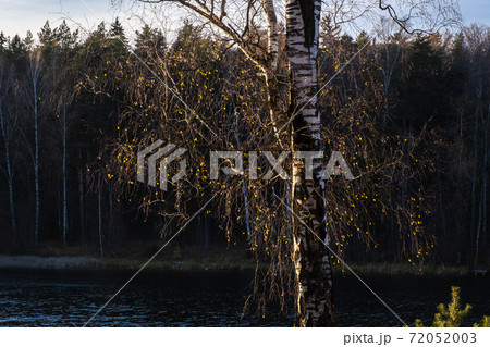 A birch trunk with small yellow leaves against a dark forest and river background. A birch trunk with small yellow leaves against a dark forest and river background. 72052003