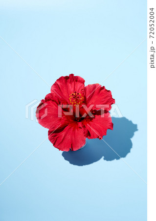 Trendy summer pop art design of a hibiscus flower from top view. Copy space 72052004
