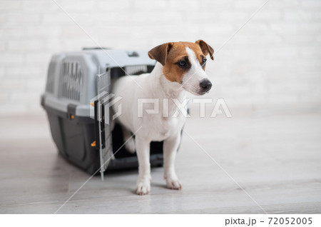 Dog jack russell terrier inside a travel carrier box for animals Dog jack russell terrier inside a travel carrier box for animals 72052005