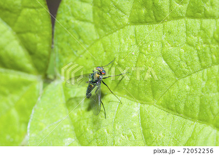 アシナガバエ 72052256