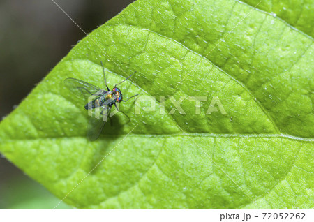 アシナガバエ 72052262
