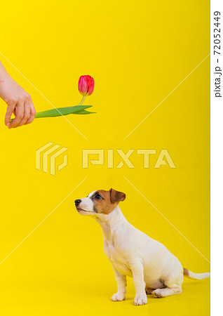 A naughty dog is jumping for a tulip in the studio on a yellow background. Funny puppy Jack Russell Terrier plays with his master and hunts for a Dutch flower. 72052449