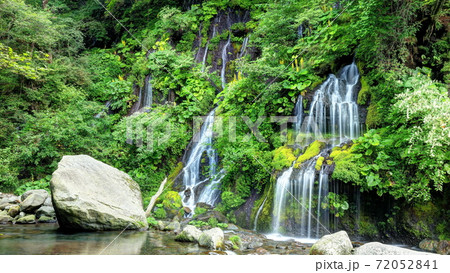オタカラコウ咲く吐竜の滝 オタカラコウ咲く吐竜の滝 72052841