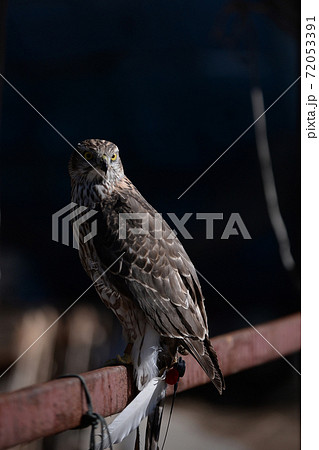 鳥 獣 枚 72053391