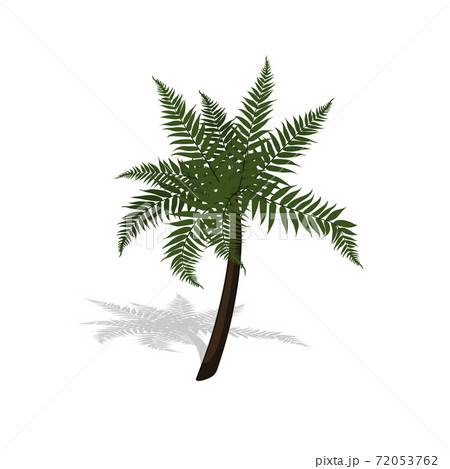 Plant in isometric style. Cartoon tropical tree on white background. Isolated image of jungles palm 72053762