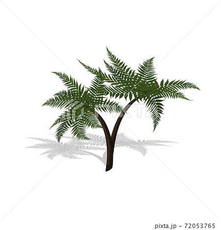 Plant in isometric style. Cartoon tropical tree on white background. Isolated image of jungles palm 72053765