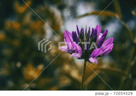 lilac flower of bituminaria bituminosa in the middle of nature lilac flower of bituminaria bituminosa in the middle of nature 72054329