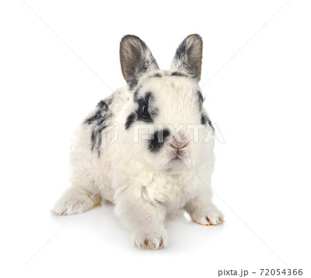 rex rabbit in studio 72054366