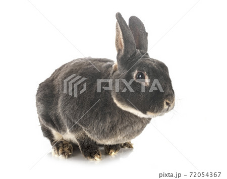 rex rabbit in studio 72054367