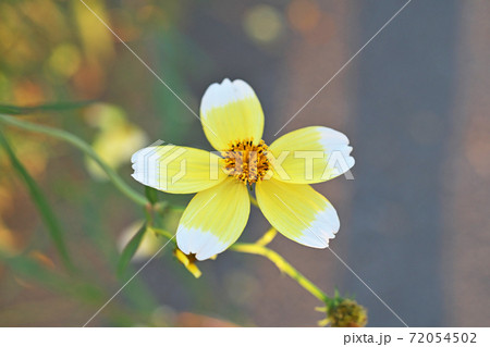 黄色いウインターコスモスの花 黄色いウインターコスモスの花 72054502