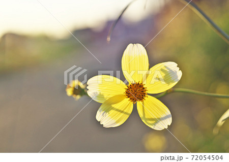 黄色いウインターコスモスの花 黄色いウインターコスモスの花 72054504