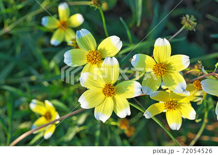 黄色いウインターコスモスの花 黄色いウインターコスモスの花 72054526