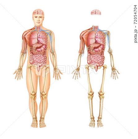 膵臓 骨 筋肉のイラスト素材