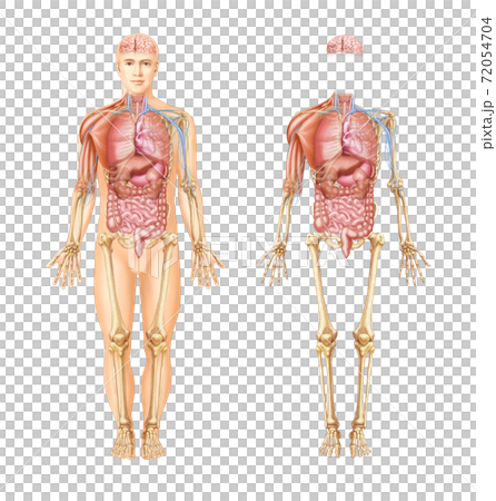 膵臓 骨 筋肉 72054704