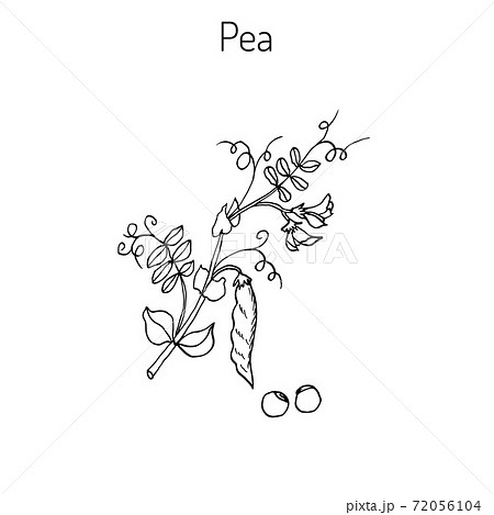 Green peas. Vector illustration. Green peas. Vector illustration. 72056104