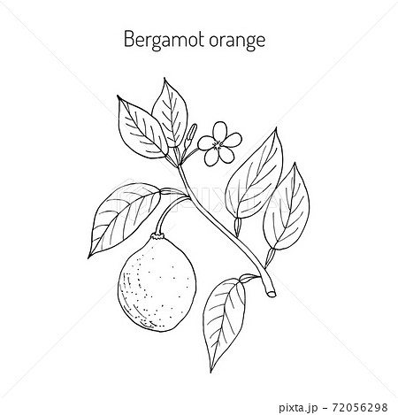 Bergamot Orange Branchのイラスト素材 Bergamot Orange Branchのイラスト素材
