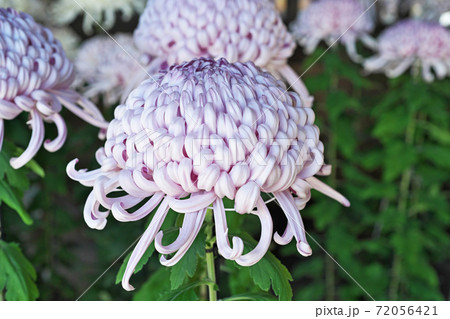 薄い紫色のキクの花（国華湖畔） 72056421