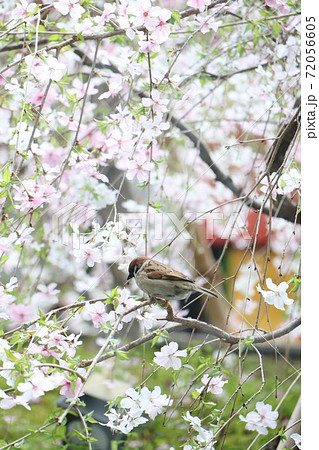 京都六角堂の枝垂桜と雀 72056605