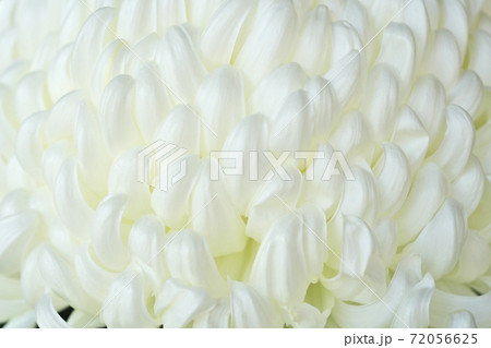 白いキクの花（国華越山） 72056625