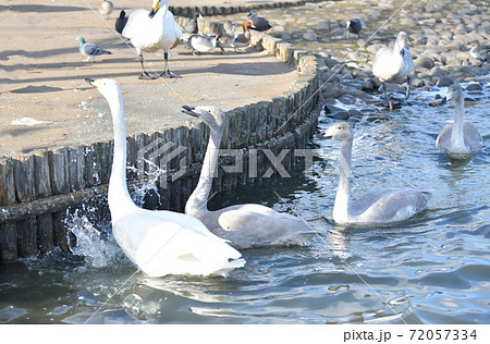 冬の千波湖　水鳥 72057334