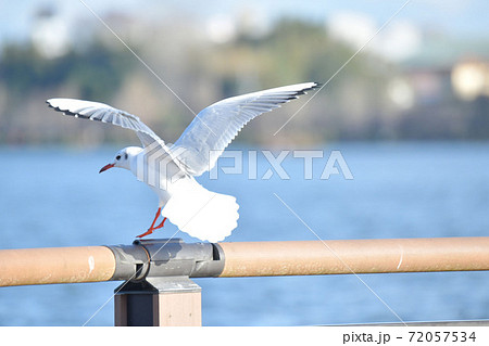 ユリカモメ 72057534