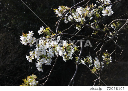 大島桜 *** さくら サクラ 桜 *** 大島桜 *** さくら サクラ 桜 *** 72058105
