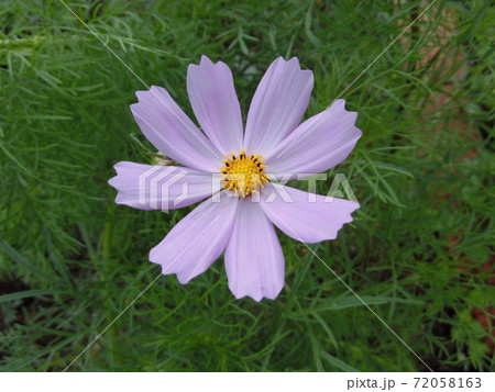 コスモスの花 コスモスの花 72058163