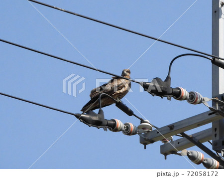 電線に鳶 電線に鳶 72058172