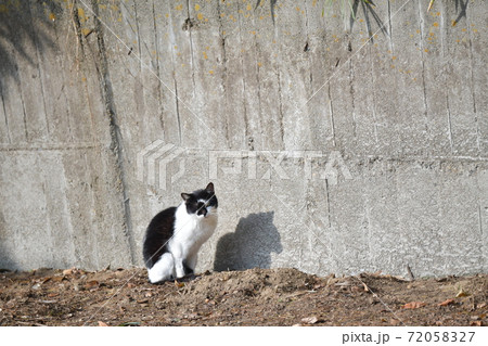 外猫 外猫 72058327