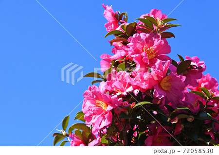 サザンカ（山茶花） 72058530