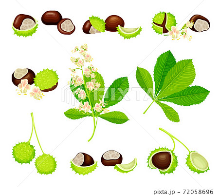 Horse Chestnut or Aesculus Hippocastanum with Fruit in Green Spiky Capsule Shell Containing Conker Seed Vector Set 72058696
