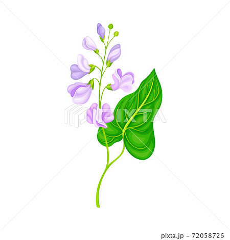 Green Stalks of Bean Plant with Blooming Flowers Vector Illustration Green Stalks of Bean Plant with Blooming Flowers Vector Illustration 72058726