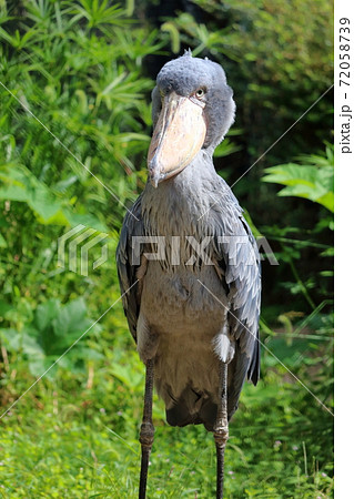 ハシビロコウ カメラ目線の写真素材