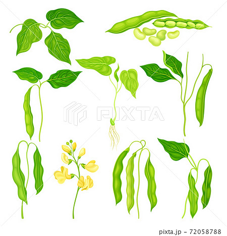 Flowering Bean Plant with Pod and Seeds as Vegetable Crop Vector Set Flowering Bean Plant with Pod and Seeds as Vegetable Crop Vector Set 72058788