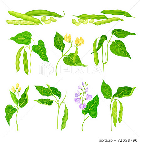 Flowering Bean Plant with Pod and Seeds as Vegetable Crop Vector Set 72058790