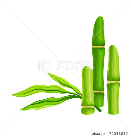 Hollow Bamboo Stalk with Vascular Bundle Standing Upright Vector Illustration Hollow Bamboo Stalk with Vascular Bundle Standing Upright Vector Illustration 72058830