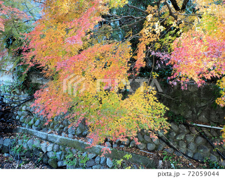 杖立温泉の石櫃の湯付近の紅葉と石垣 72059044