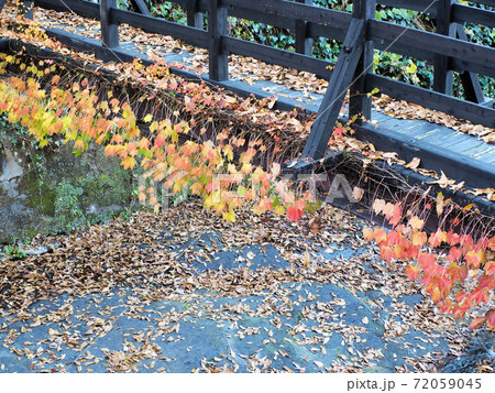 宝泉寺温泉石櫃の湯への橋に絡まった蔦の紅葉紅葉 72059045