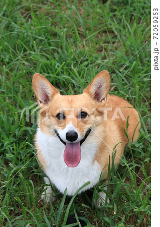 ウェルシュ・コーギー 72059253