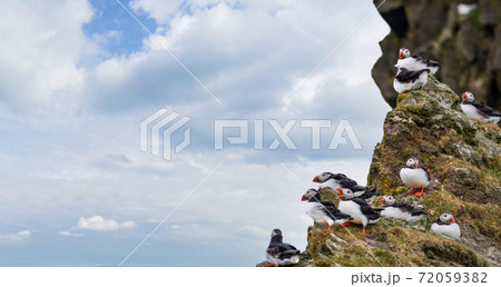 Puffins on top of the rock near the ocean 72059382