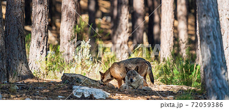 Wolfs laid down in the pine tree forest Wolfs laid down in the pine tree forest 72059386