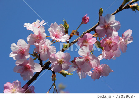 河津桜 *** KAWADU-SAKURA *** 河津桜 *** KAWADU-SAKURA *** 72059637